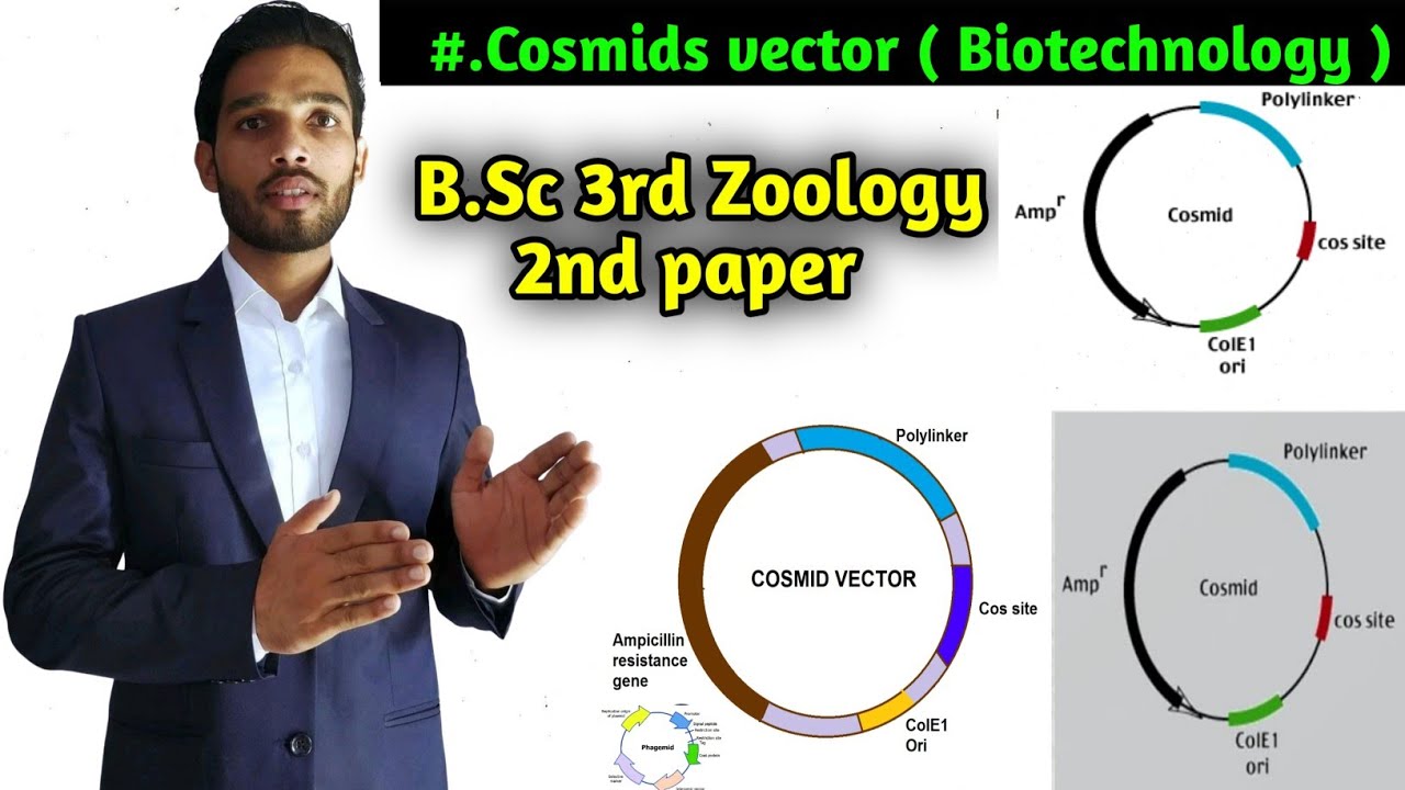 Cosmid vector || B.Sc 3rd year zoology second paper Biotechnology immunology || Cloning vector
