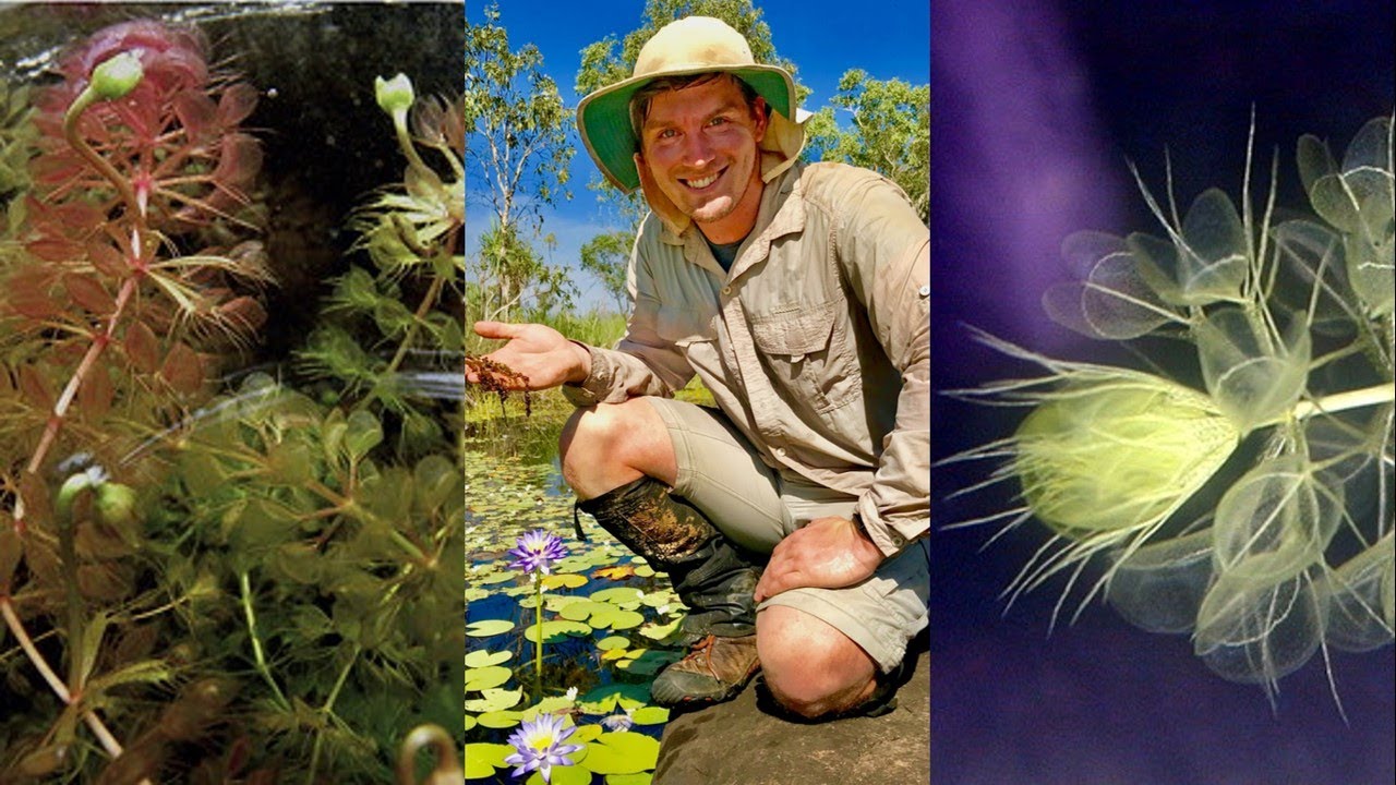 The ecology and biology of Aldrovanda