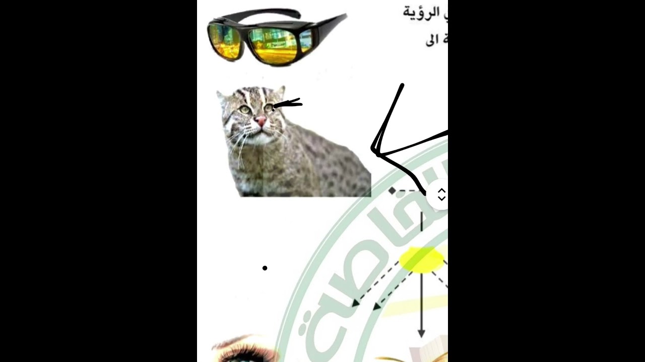 الضوء وحاسة الأبصار 