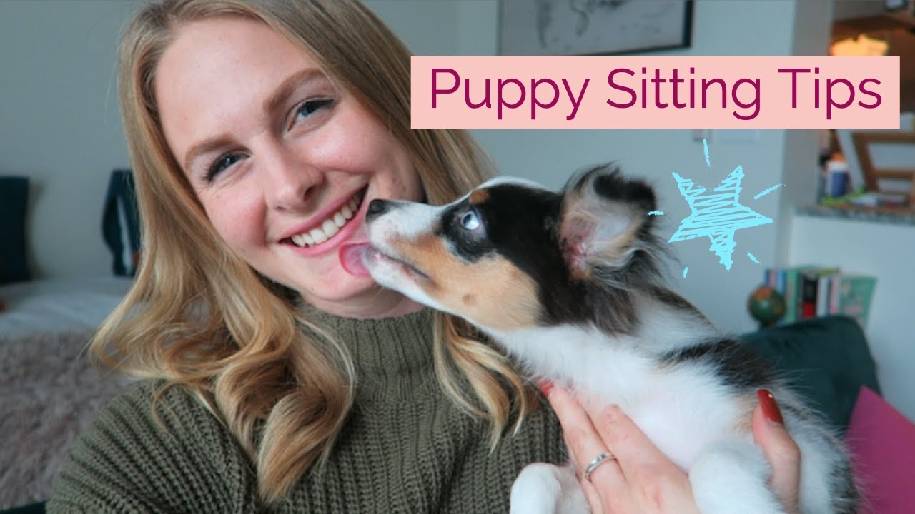 PUPPY Sitting Tips (ft. the cutest puppy ever)