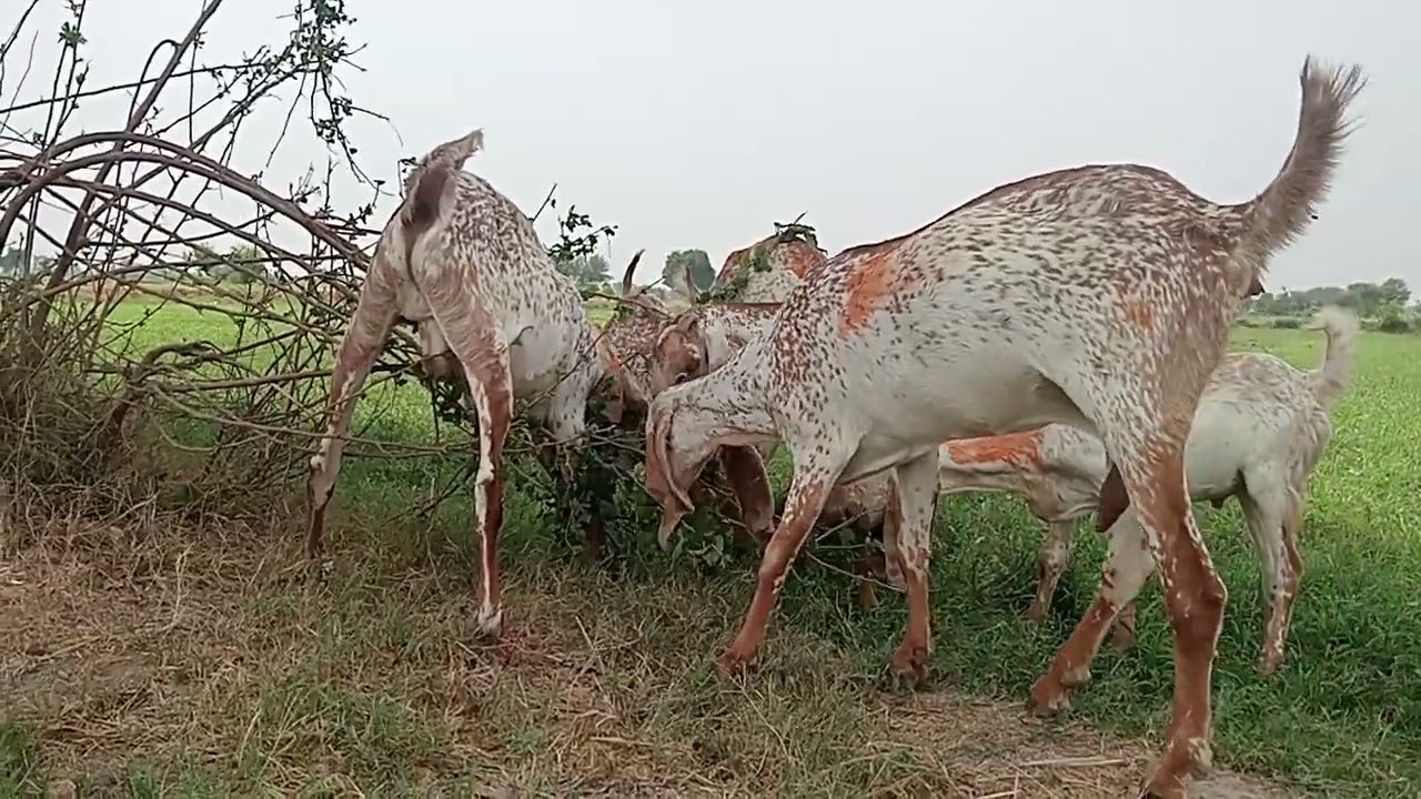 Home Breed Beetal Makhi Cheeni || Ajmal Taija
