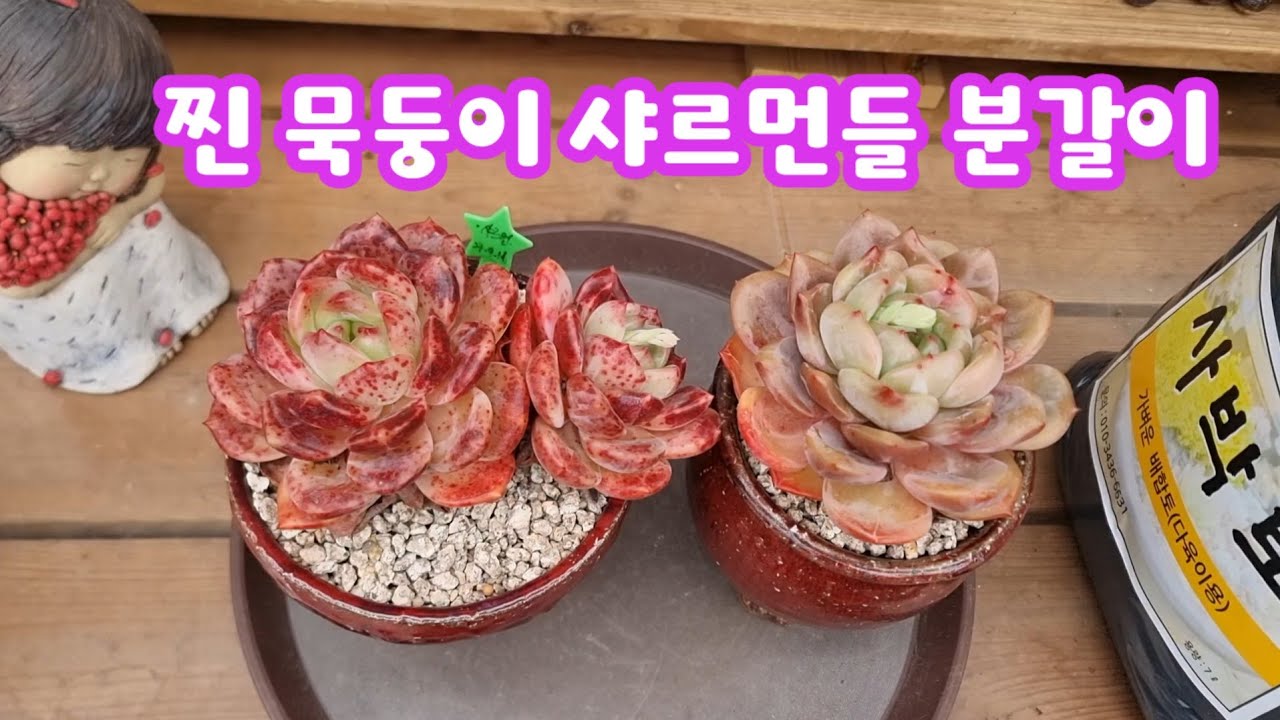 26.3.8 🌹찐 묵둥이 샤르먼들 사박토로 분갈이해요🌹#사박토 010-3436-6631 