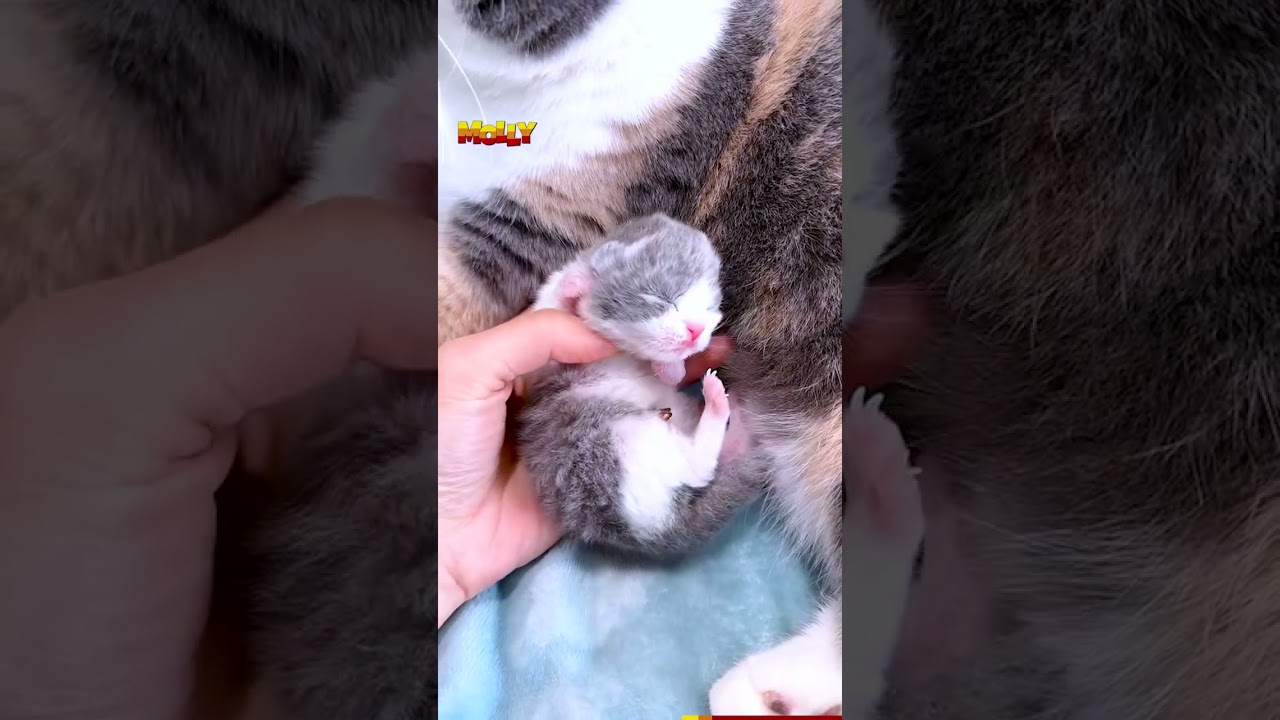 "Life as a Kitty Mama: Adventures in Cat Parenthood"