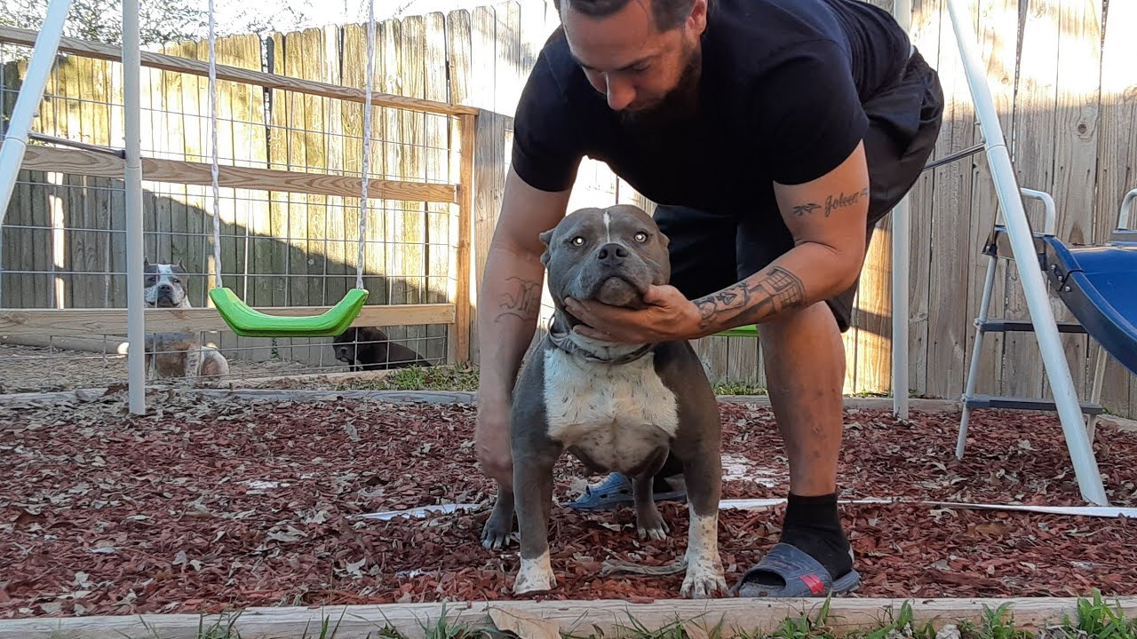 How To Properly BREED, IN-BREED, LINE-BREED & OUTCROSS like you haven't heard it broken down before.