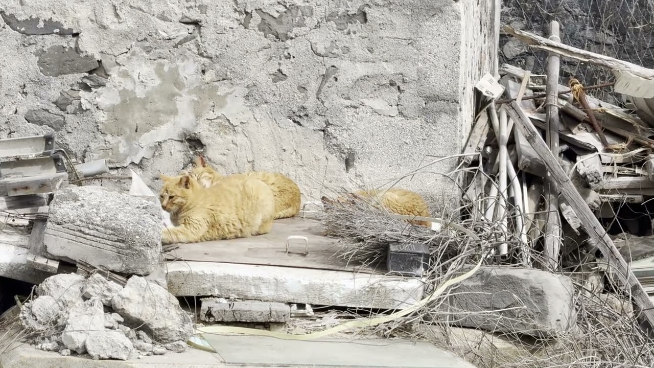 桶盤島の石コン納屋の近くにいたチャトラ猫さん2