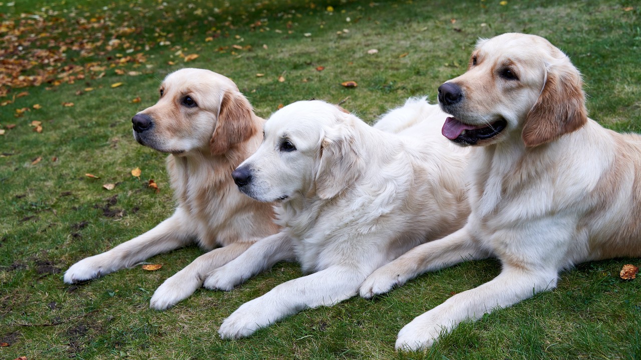 Golden Retriever Appearance Facts
