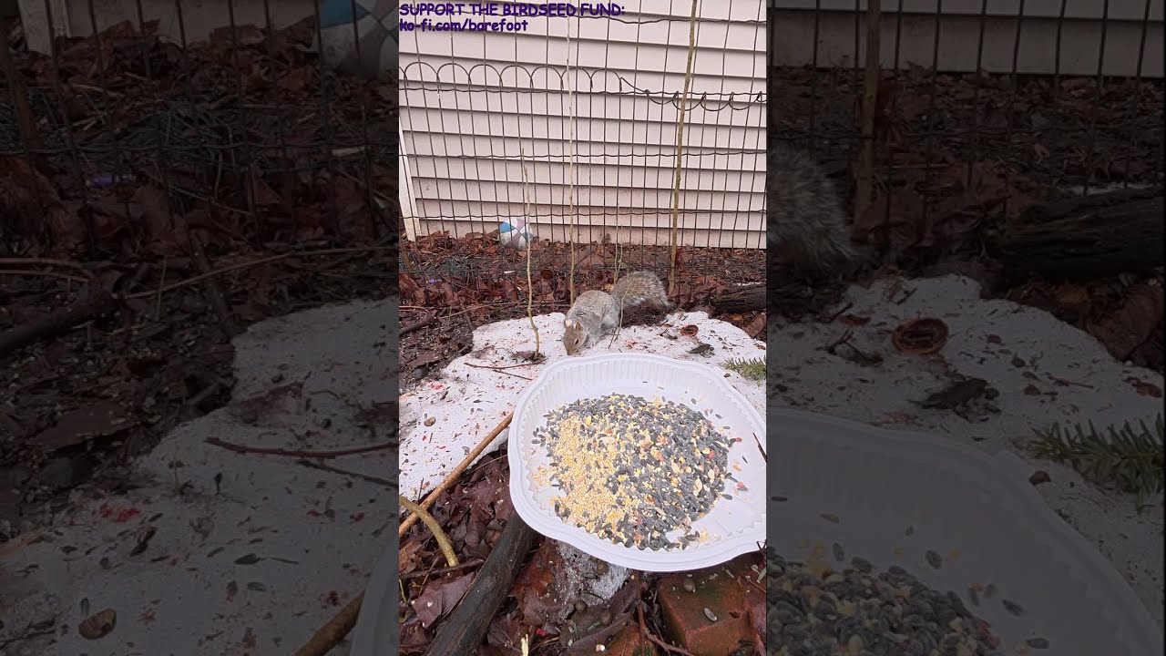 Feeding Frenzy! Spring Birds & Squirrels at the Backyard Pie Tray Live