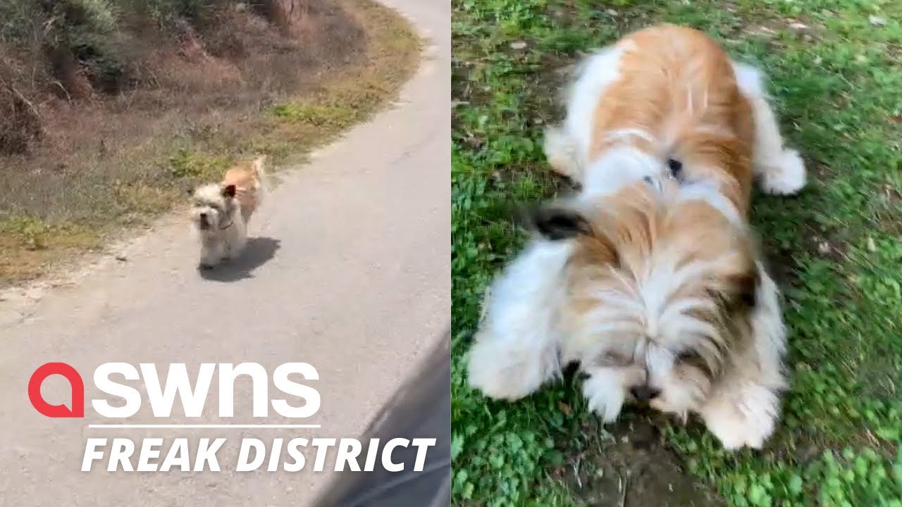 Abandoned dog chases down car begging to be rescued | SWNS