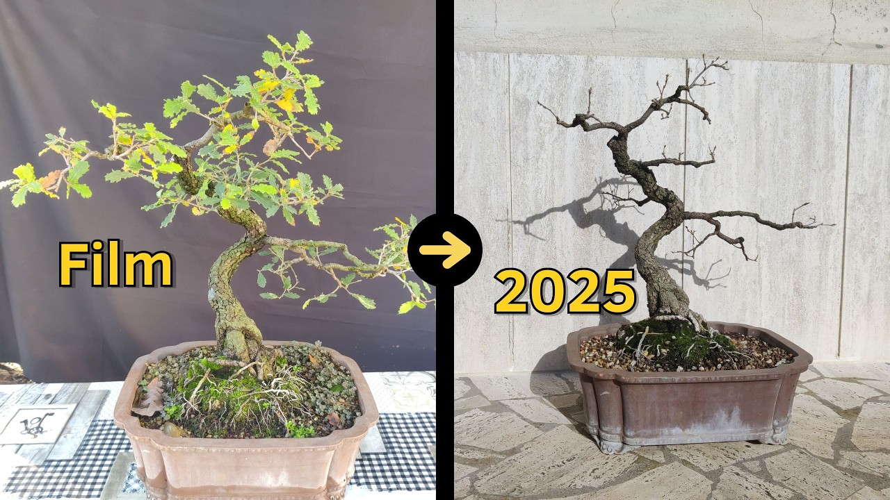 Un anno di lavoro FONDAMENTALE su una Rovere Bonsai!