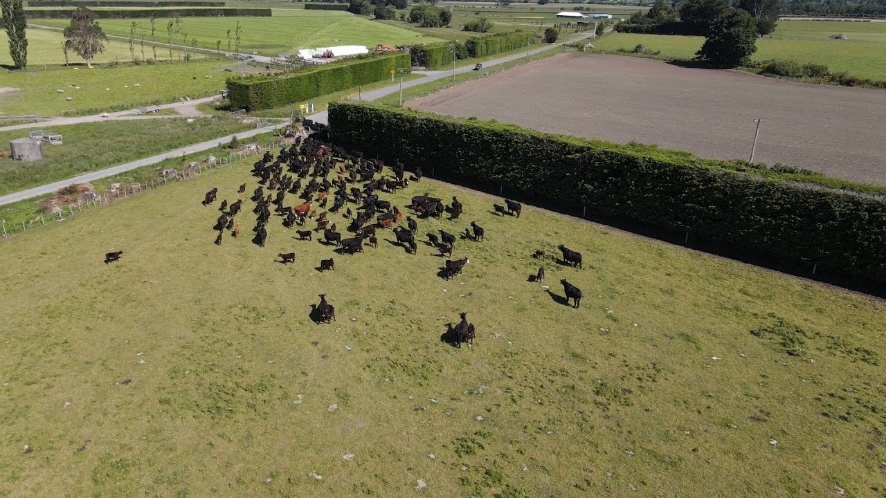 Mustering Angus Beef Cows and Calves with my DJI Mavic Air 2