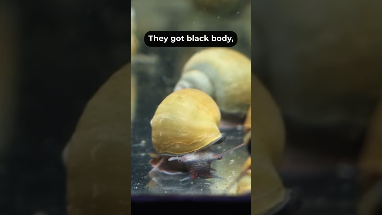 Mystery Snail Colors | Colorful Aquarium Snail