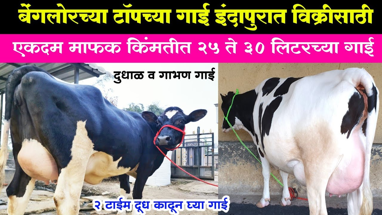 बेंगलोरच्या टॉपच्या गाई इंदापुरात विक्रीसाठी | स्वस्त किमतीत 25 ते 30 लिटर च्या गाई | hf cow