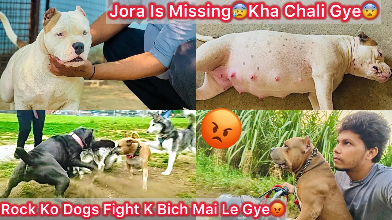Jora Khi Kho Gye😰Sb Jagah Dhund Liya😨|| Rock Ko Dogs Ki Ladai K Bich Mai Le Gye😡