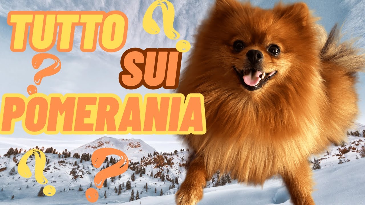 Pomerania: Tutto quello che Devi Sapere! #pomerania #pomeranianlife #dogsofyoutube