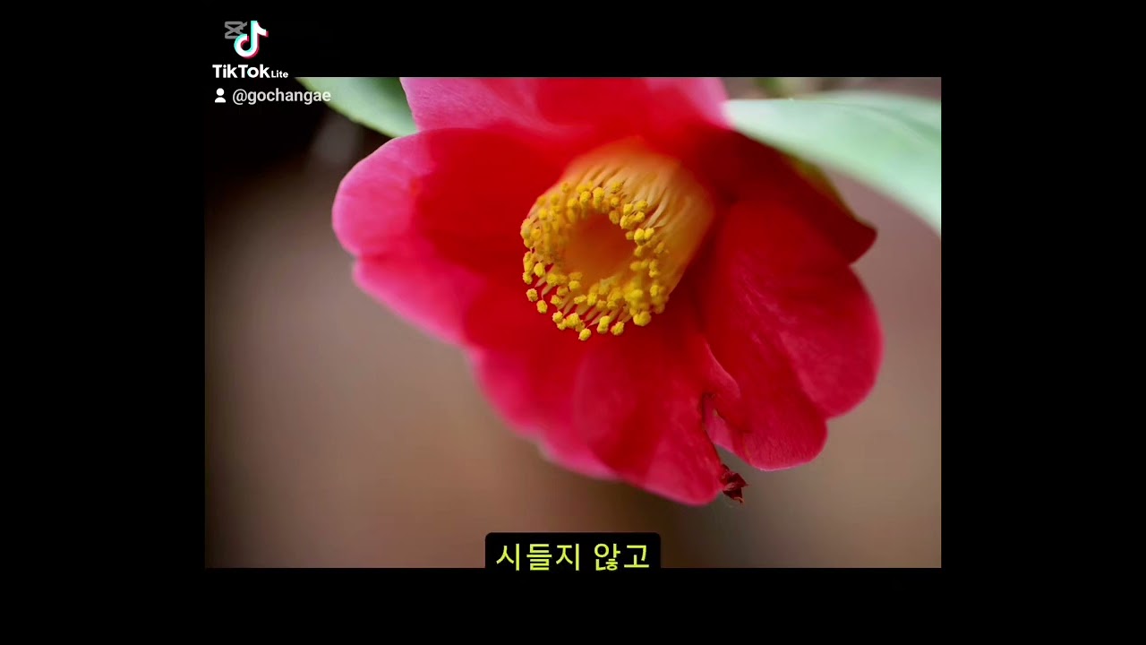 ​🎵 곡명:동백, 붉은 기다림 #겨울꽃 #기다림 #짝사랑 #이별노래 #애절한노래​#고창 #선운사 #고창여행 #선운사동백꽃 #고창가볼만한곳  #사찰여행 #동백군락지 #고창애농원 