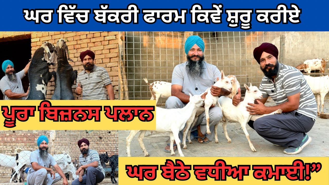ਬੱਕਰੀ ਪਾਲਣ ਕਿਵੇ ਸੁਰੂ ਕਰਈਏ| Goat Farming Business Punjab | How to start Goat Farming
