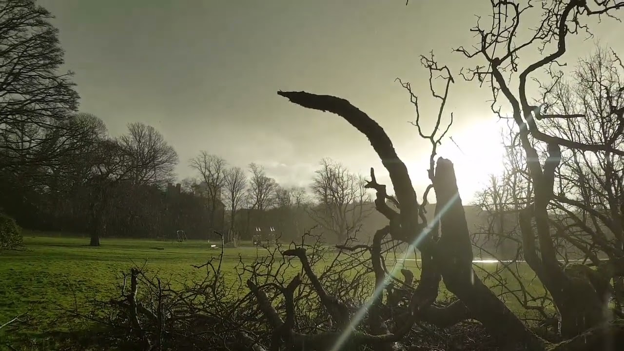 Ferguslie Park Garden tree damage. jan25 2025