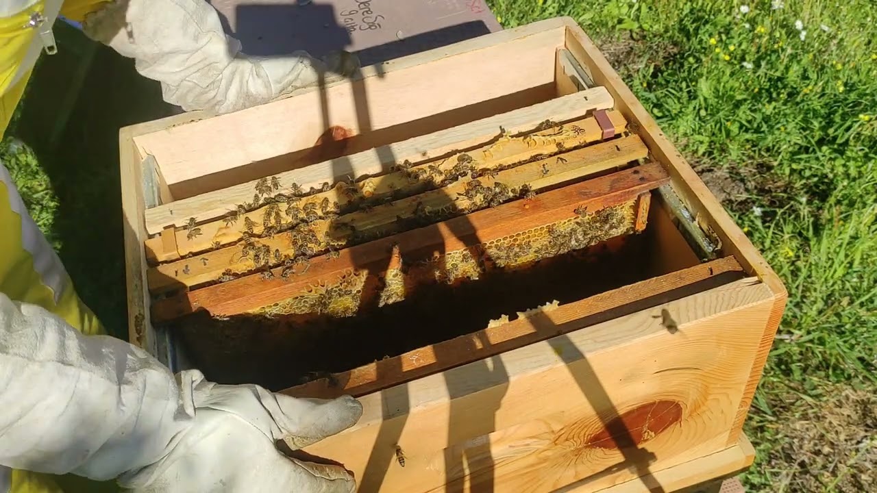 Kat Attığım Kovanda Durumlar Nasıl? Part2/ ARICILIK 2023 #api #arıcılık #beekeeping #aricilik