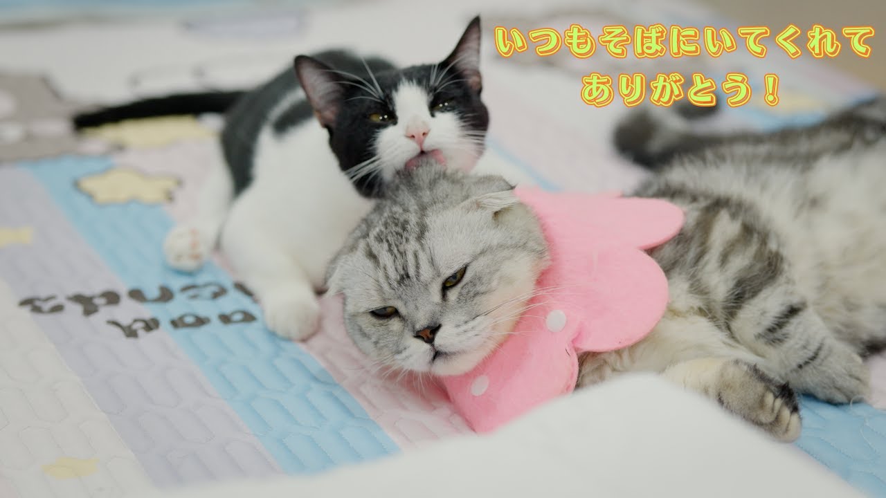 後ろ足が不自由な猫のそばで、1年4か月ずっと寄り添い続けた短足マンチカンの物語