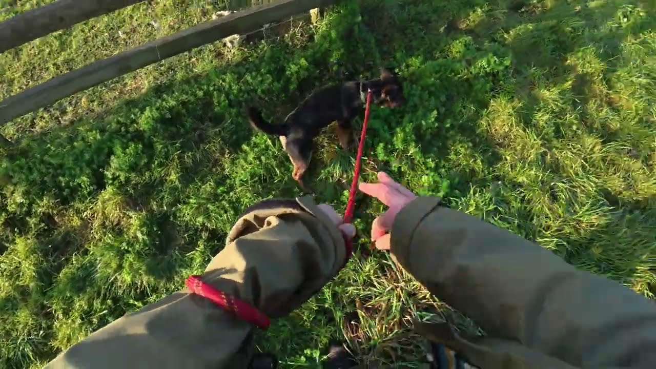 Ep11 Wandering & Joining A Friendly Dog Walker