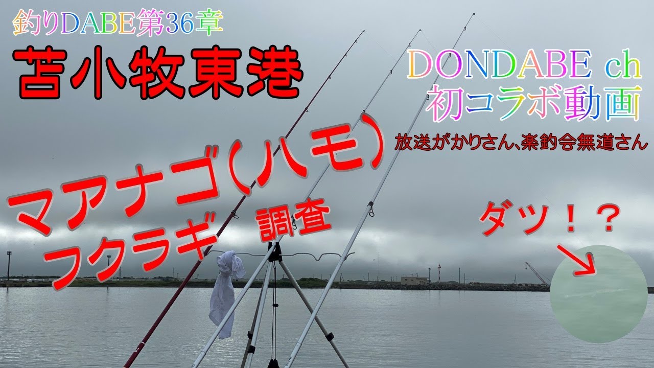 【苫小牧】【アナゴ】投げ釣りハモ調査！初コラボ動画です