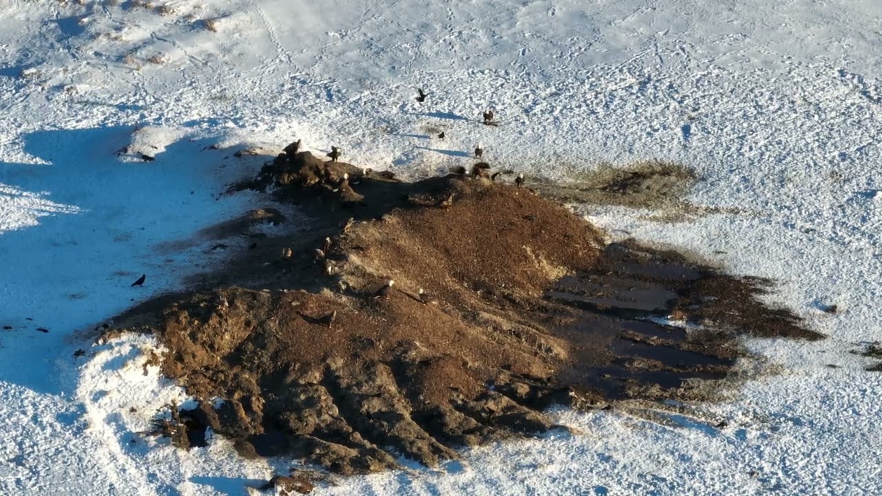 Eagles having supper