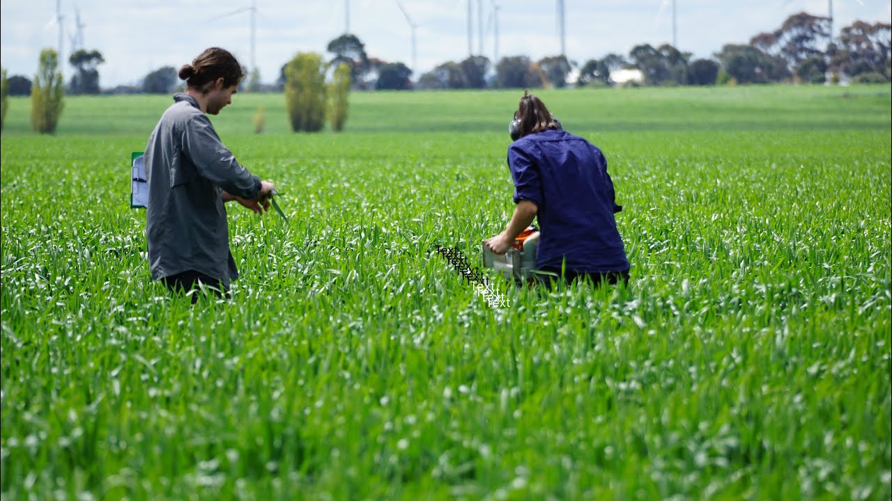 Integrated Pest Management (IPM) demonstration sites for the control of redlegged earth mite (RLEM)