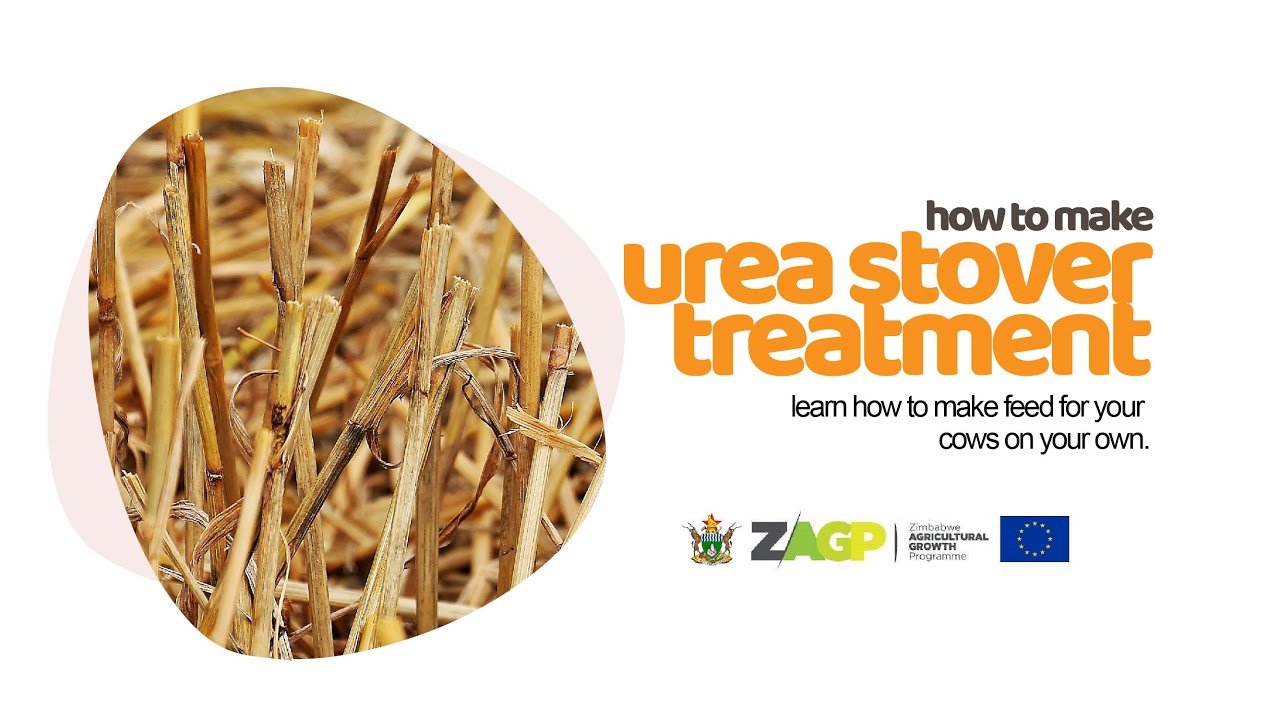 How to DIY feed for your cows | Urea Stover Treatment