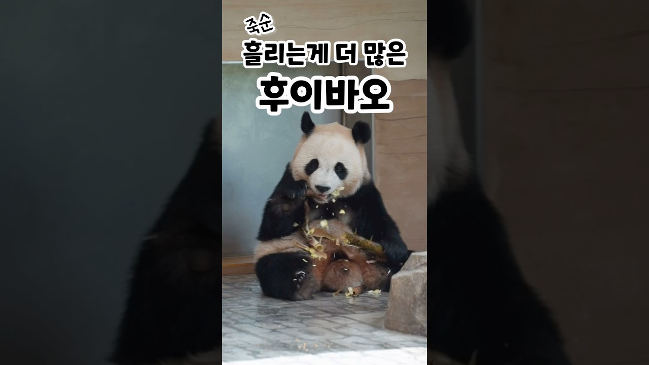 바오 패밀리가 너무 좋아하는 죽순 철이 돌아왔어요!🤍 놀이터 갔다와서 할부지가 주신 죽순 열심히 먹는 후이와 동탱 옆에 딱 붙어서 먹고 싶은 루이💕