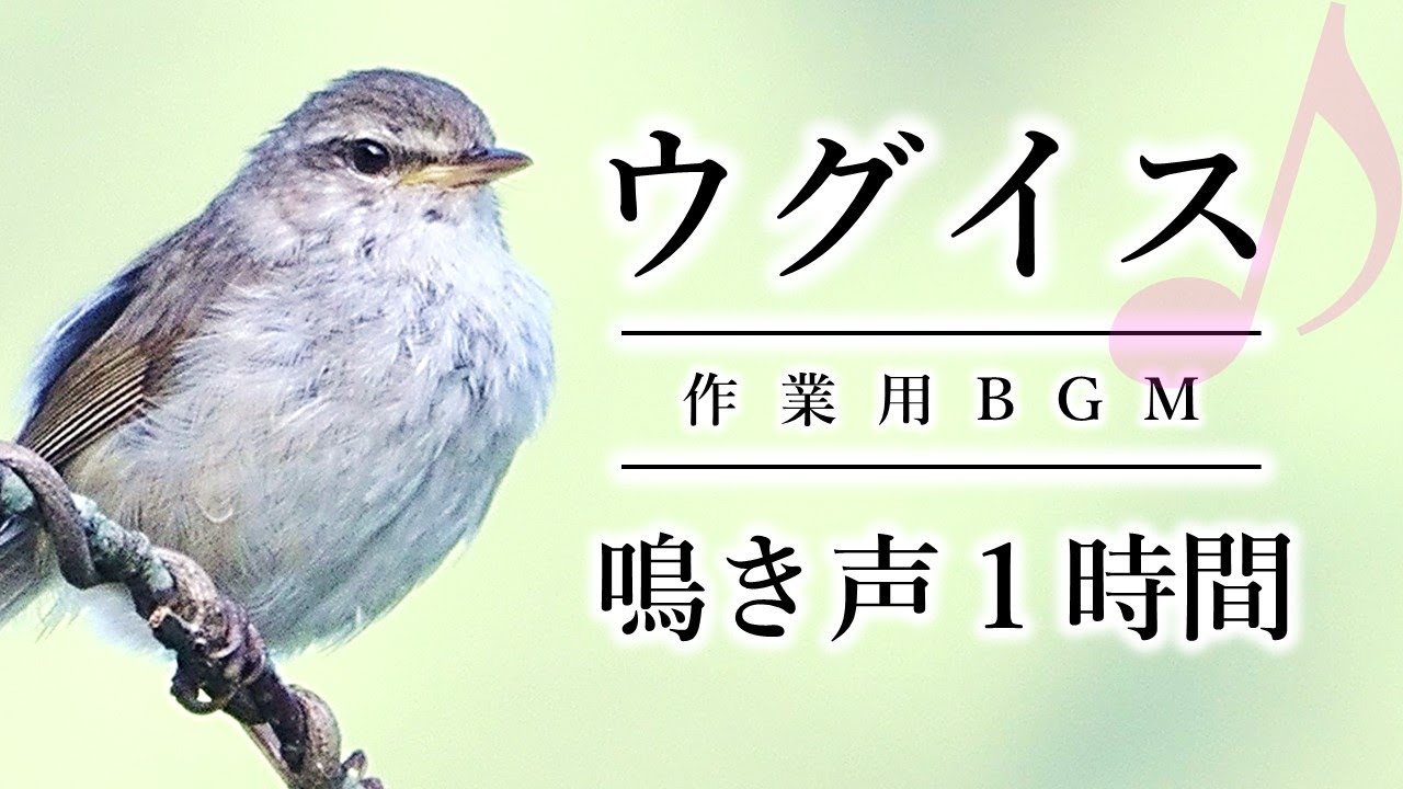 【作業用BGM】ウグイスの鳴き声１時間（鳥のさえずり）