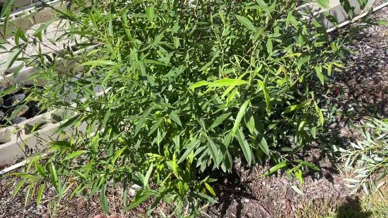 Pussy Willow Plants: How Dense Can They Get? | Privacy Garden Transformation