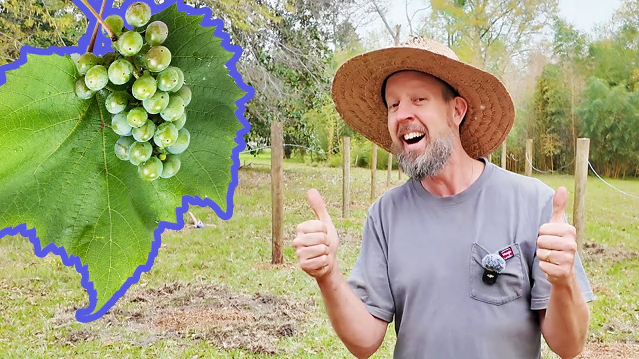 It's So Easy to Build a Grape Trellis (In Just a Weekend!)