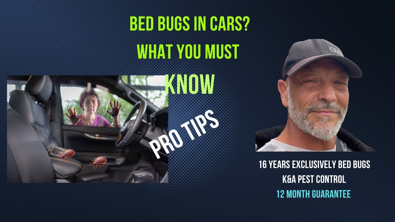 Bed Bugs In Cars. What You Must Know