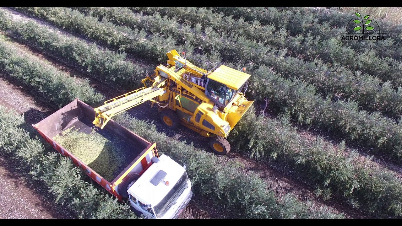 Raccolta olive Andria (Italia)