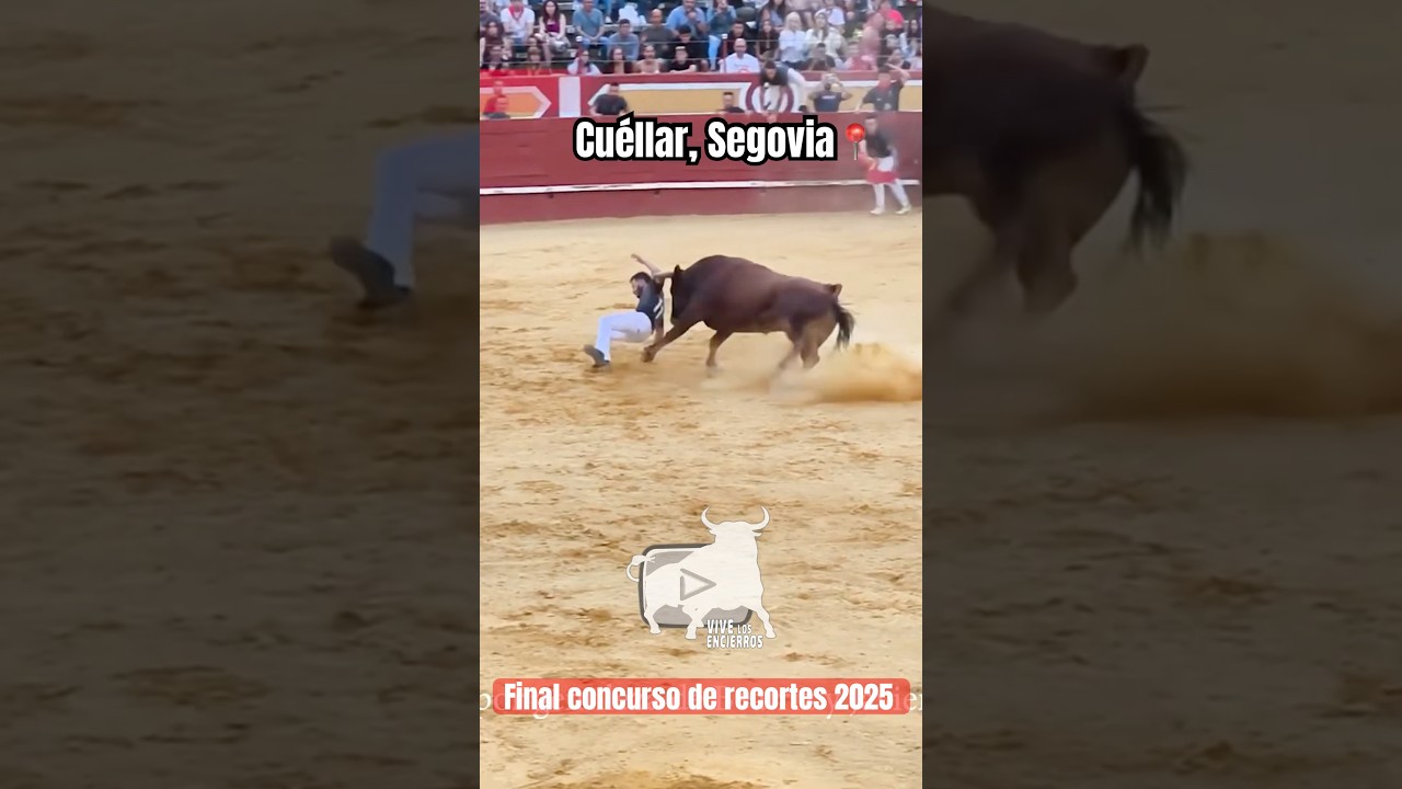 Susto en la gran fianal del concursos de recortes Cu&eacute;llar 2025 #toros #cuellar #vivelosencierros