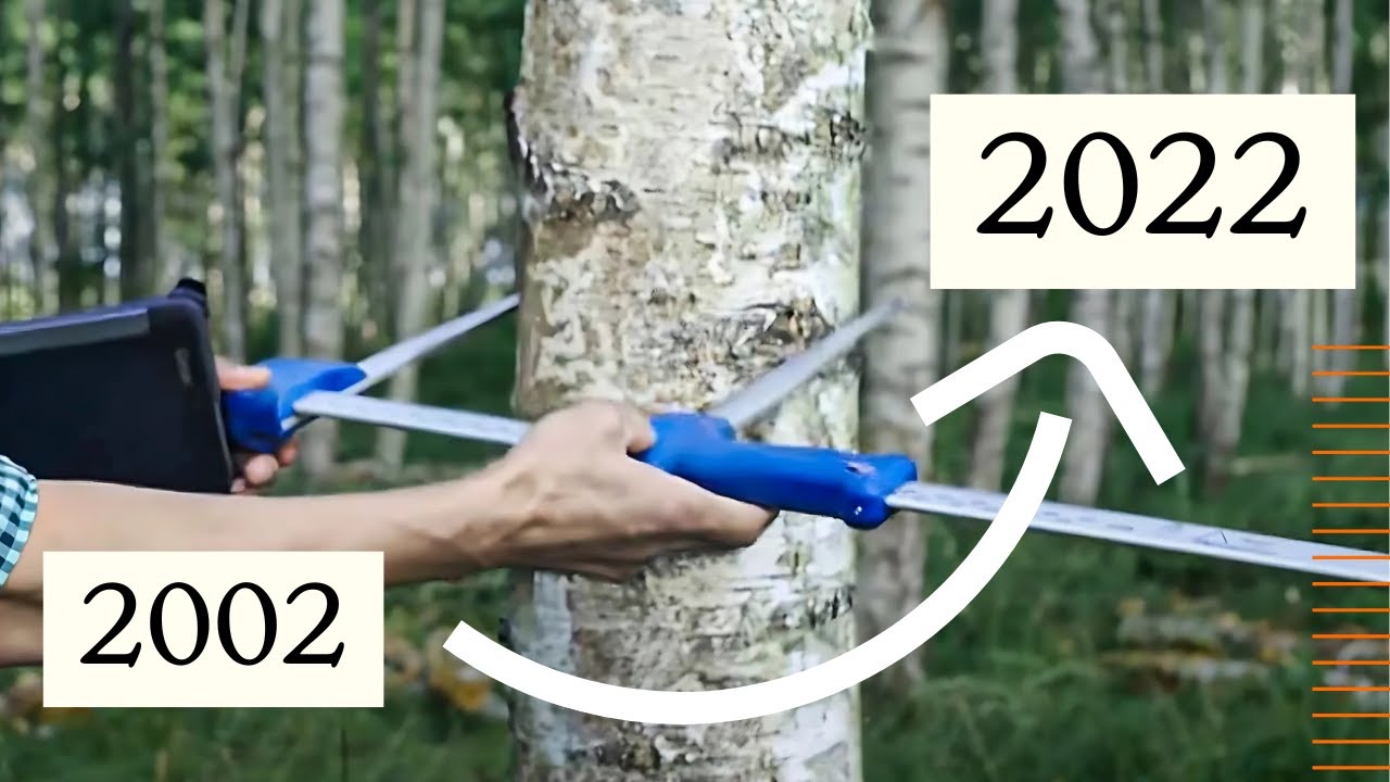 Kā izaudzēt finierklučus 22 gados?