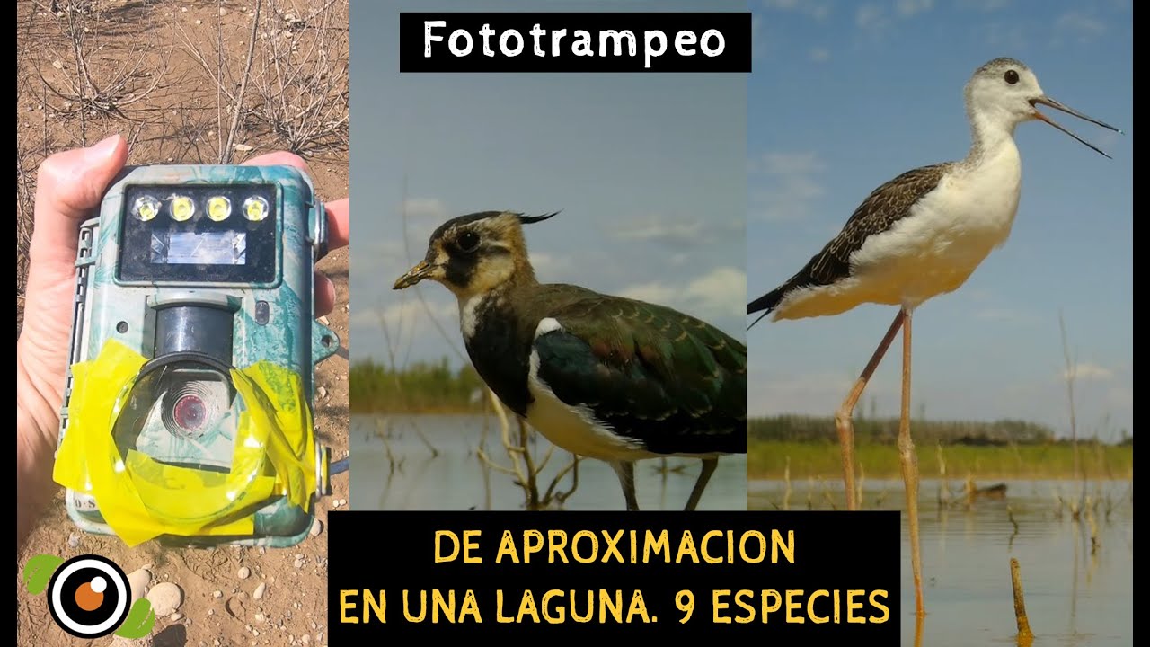 Fototrampeo con lente de aproximación en una laguna de la provincia de Huesca. 9 especies de aves