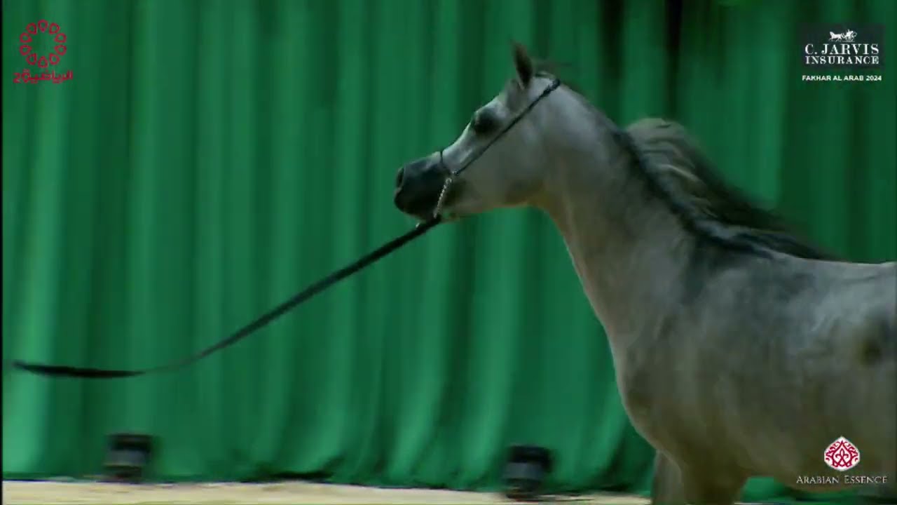 N.108 CAESAR AL JAZIRA - Fakhar Al Arab 2024 - Colts 2 Years Old (Class 4)