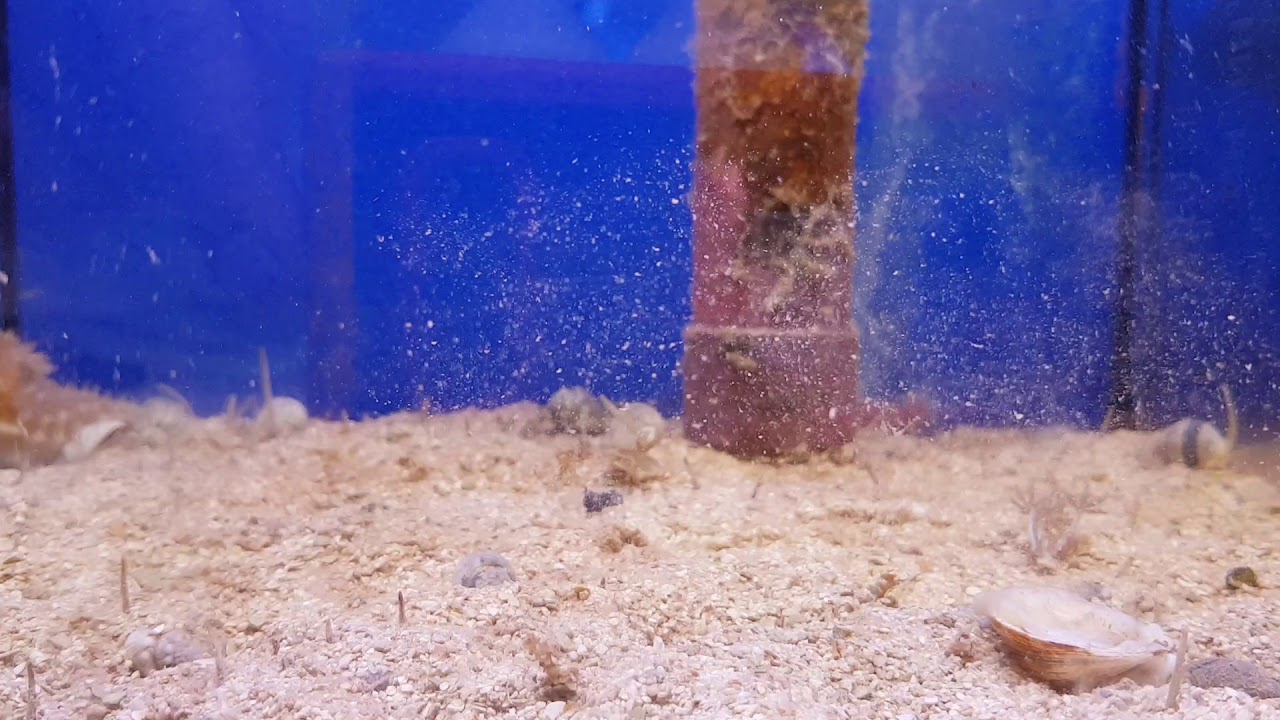 Zombie Snails (Nassarius Snails) in Marine Aquarium