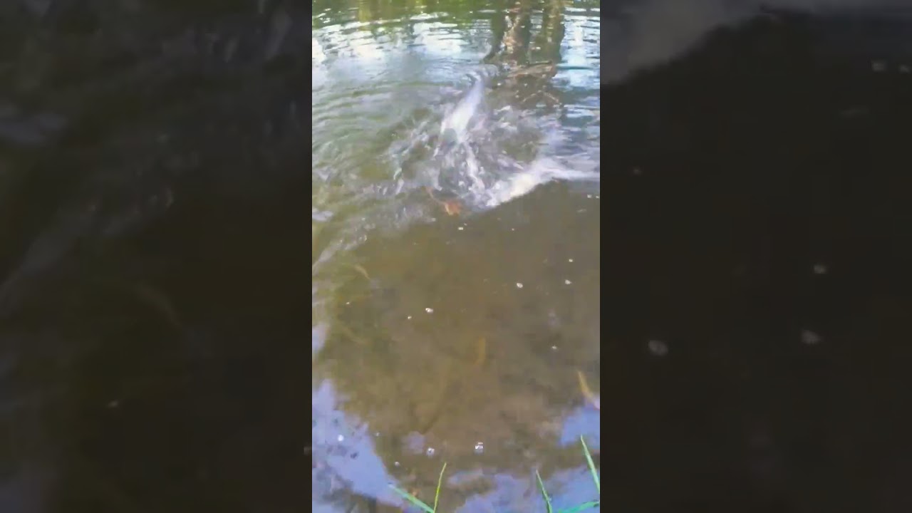amazing size grayling caught on the feeder setup on the river dearne #newbeginingsfishing #shorts