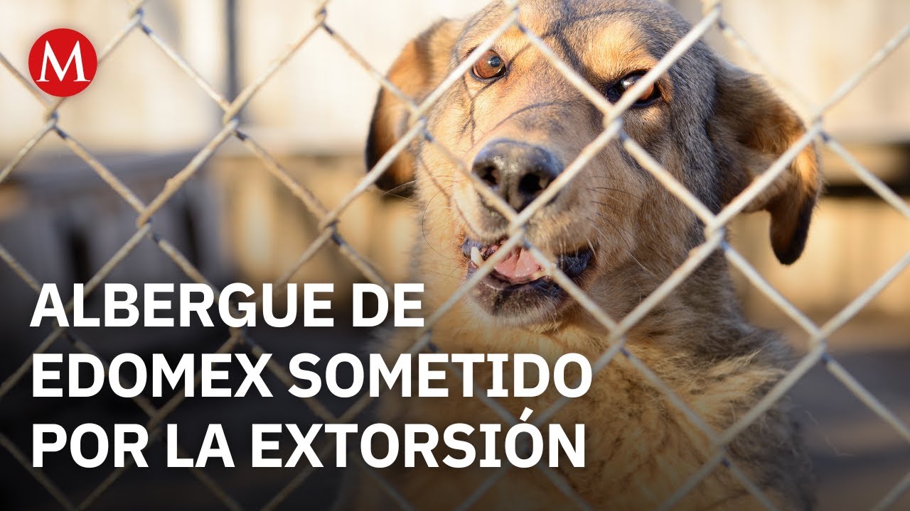 Denuncia extorsión a albergue de animales en Edomex