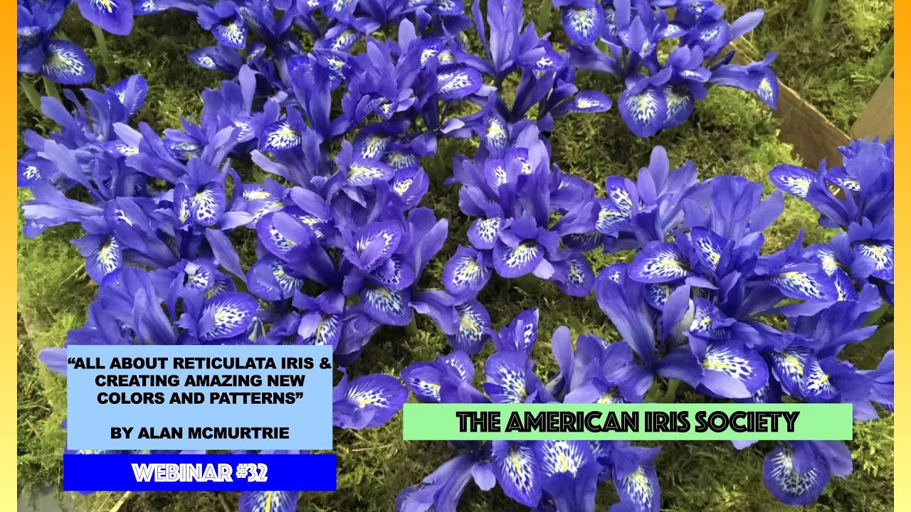 Webinar #32 “All About Reticulata Iris & Creating Amazing New Colors and Patterns” by Alan McMurtrie