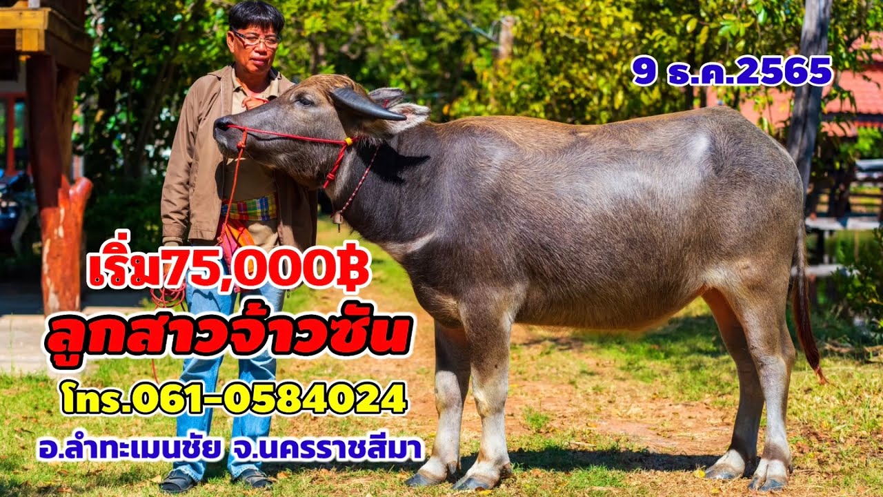 9 ธ.ค.2565 เปิดราคาควาย ลูกสาวจ้าวซัน ลูกสาวหยกมงคล ราคาหลักหมื่น อ.ลำทะเมนชัย จ.นครราชสีมา