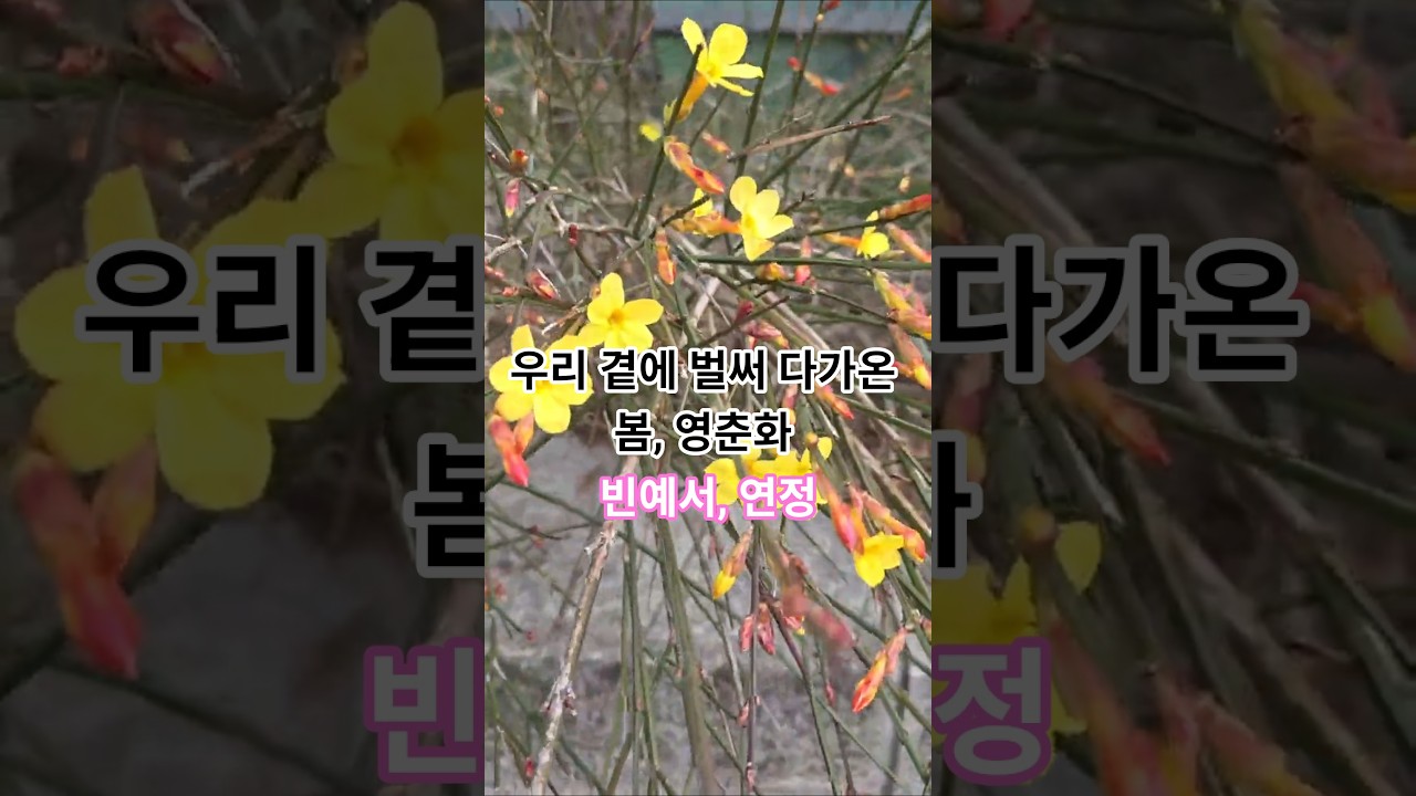 우리 곁에 벌써 다가온 봄, 영춘화