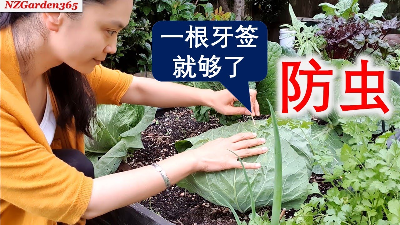 【卷心菜】圆白菜/高丽菜防虫不打药 | 用牙签就行，简单 / 直接  /有效