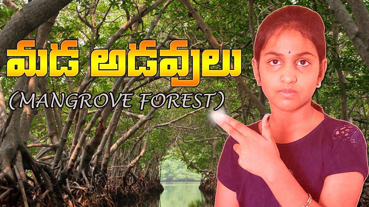 Mangrove  eco-system is the unique eco-system in  telugu