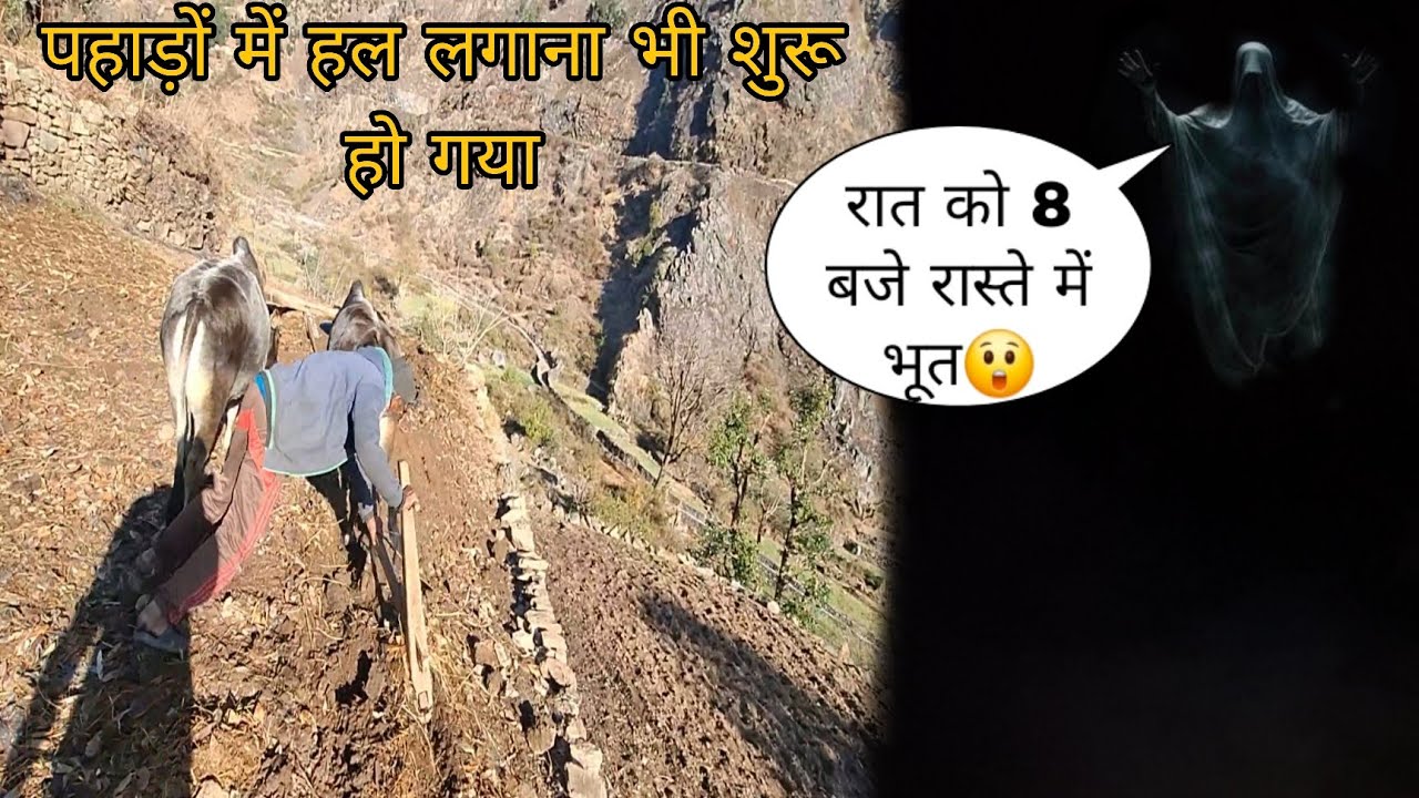 पहाड़ी खेतों में हल ऐसे लगाते | रात को घर आते समय अजीब आवाजें सुनाईं दी😱 || pahadi lifestyle vlog ||