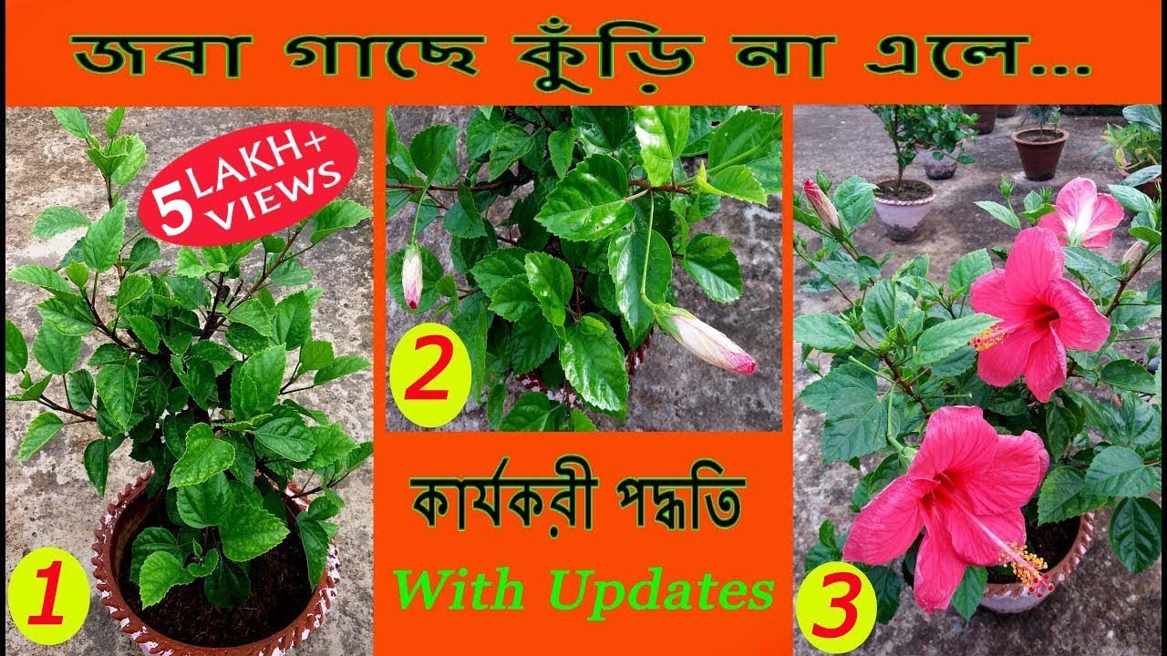 এই পদ্ধতিতে জবা গাছে প্রচুর  কুঁড়ি আসতে বাধ্য // Hibiscus Bud Problem