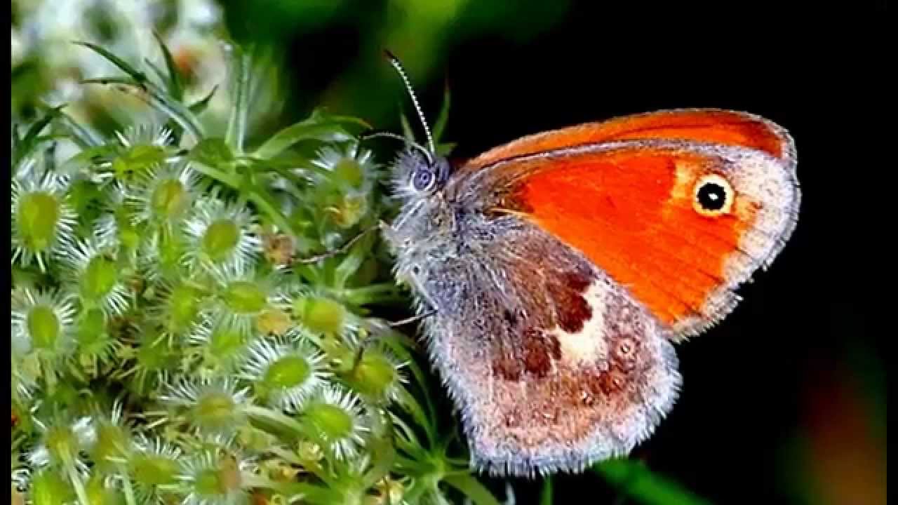 Panasonic Lumix FZ1000 close up and Macro photo samples