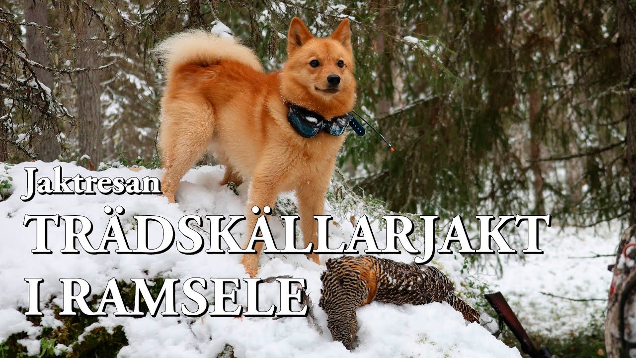 Jaktresan: Trädskällarjakt i Ramsele